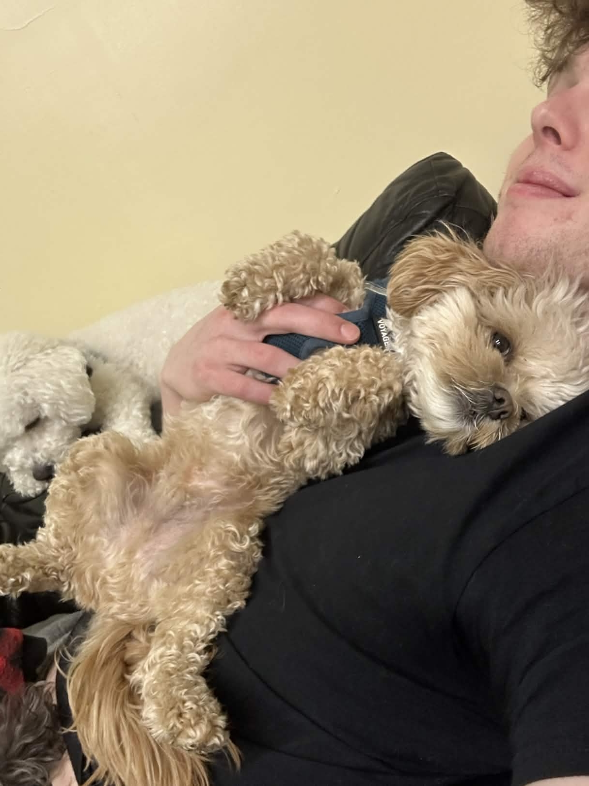 Baby Oliver – Wags & Wellness