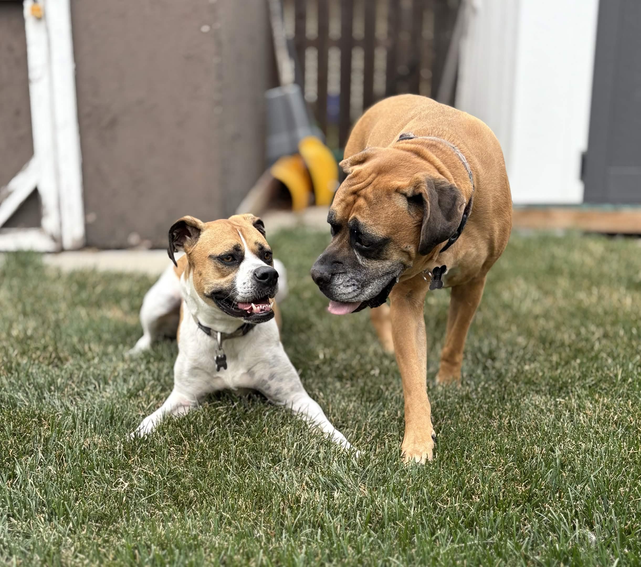 Bella and Oakley – Wags & Wellness