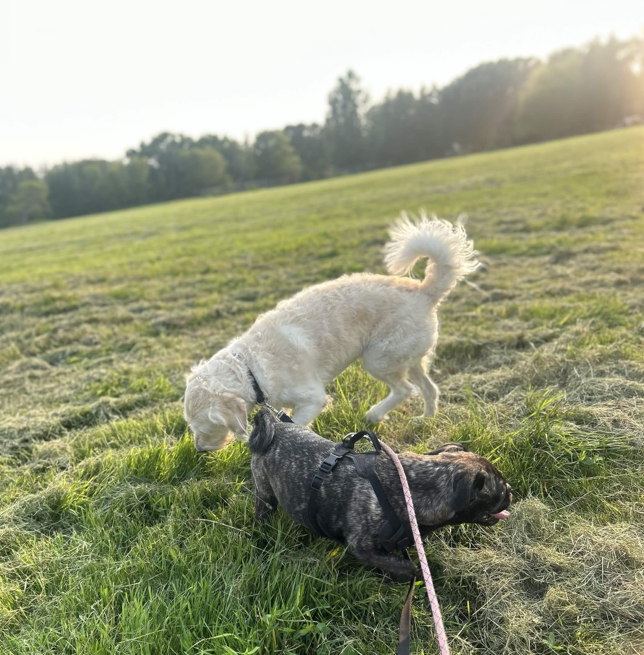 Benny and Rebel – Wags & Wellness