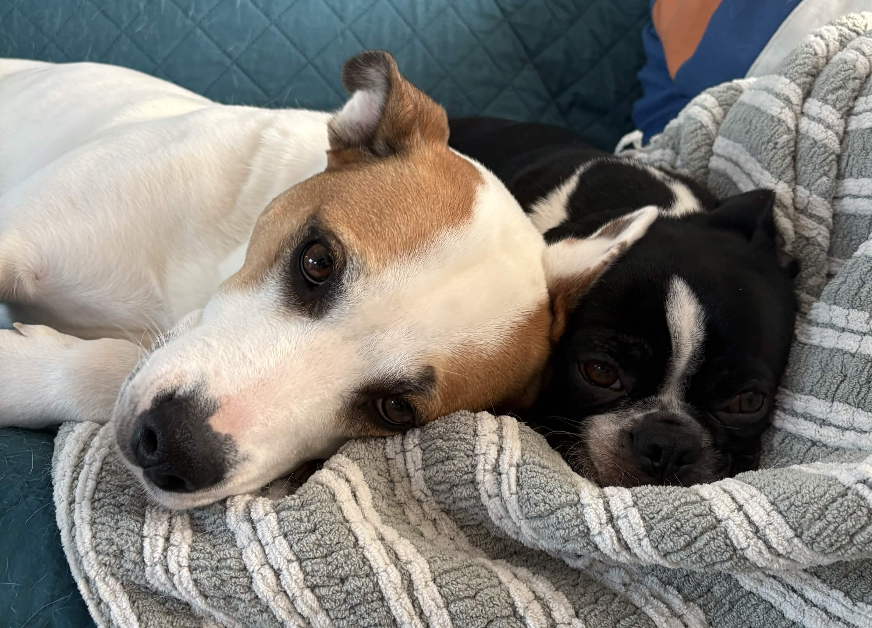 Emmy snuggling with Fergus