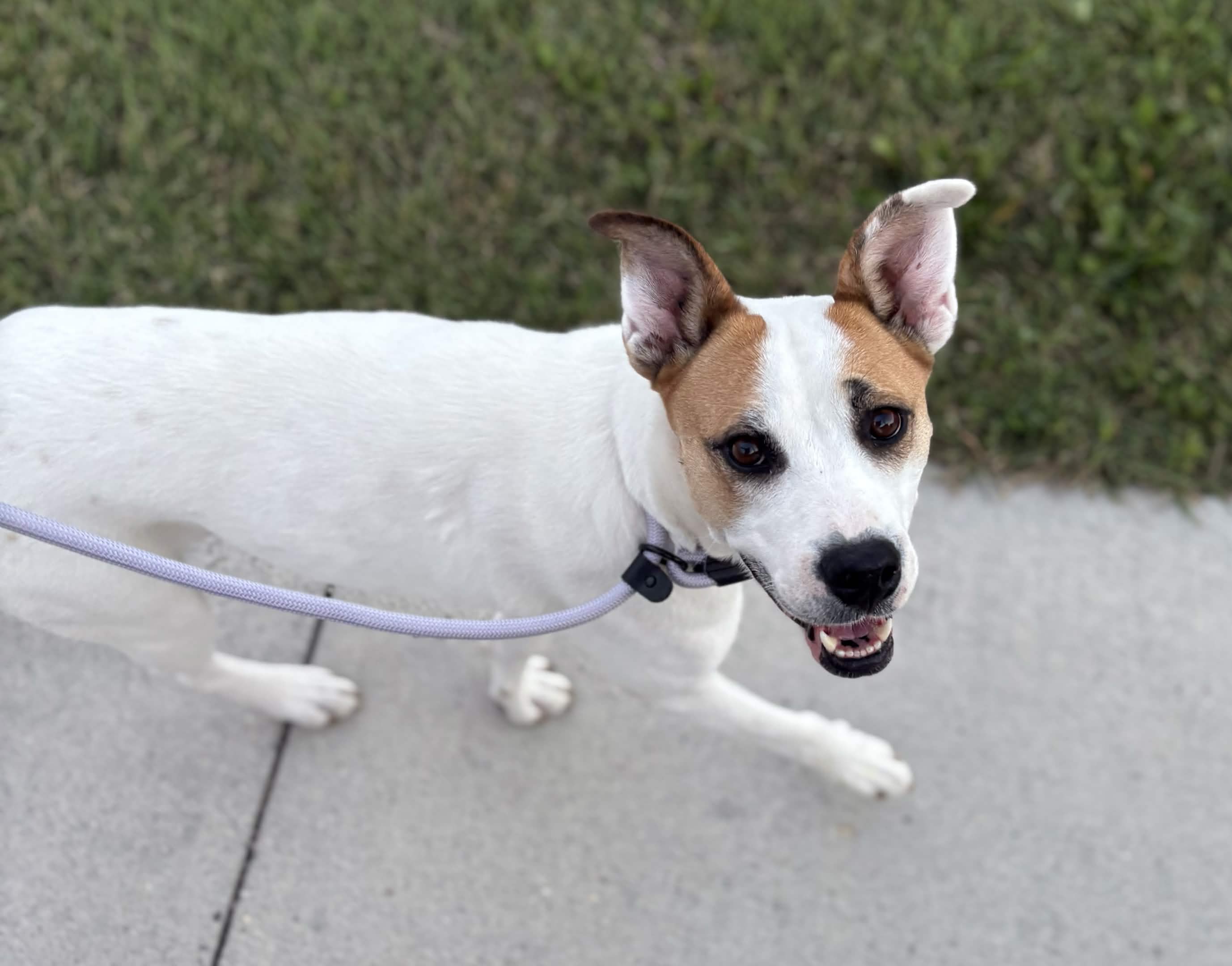 Emmy – Wags & Wellness