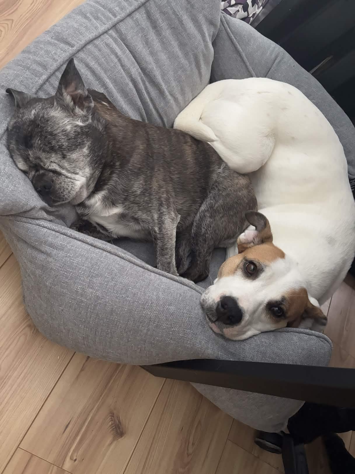 Emmy snuggling with Dex