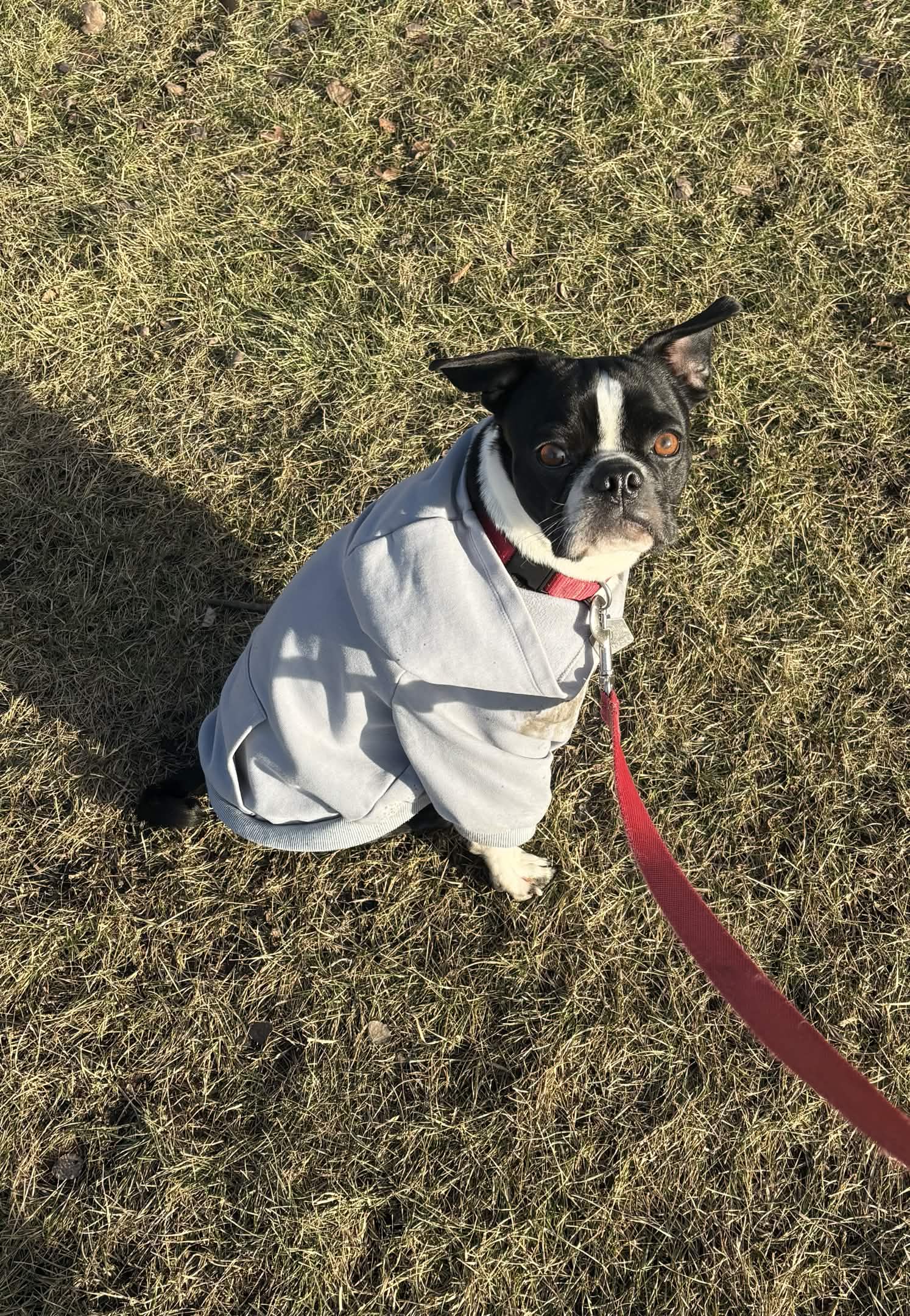 Fergus on walk – Wags & Wellness